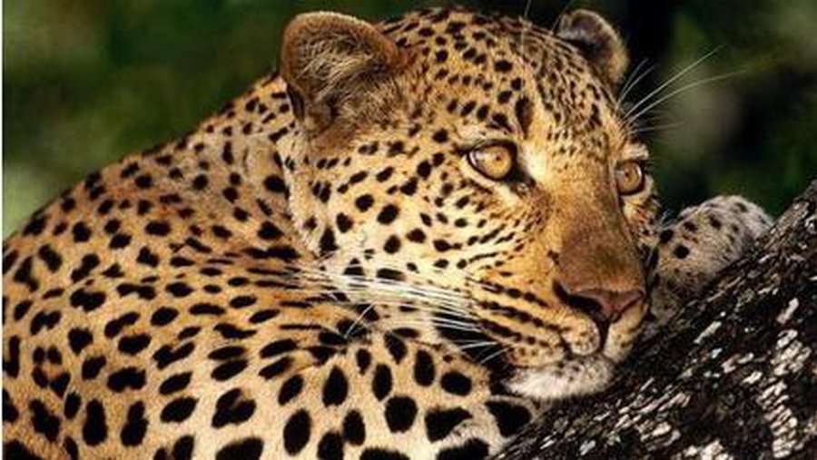 Кошачьи очень разборчивы в выборе места обитания - Наука и здоровье