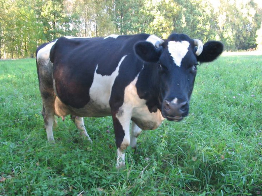 Коровы различают стороны света - Наука и здоровье