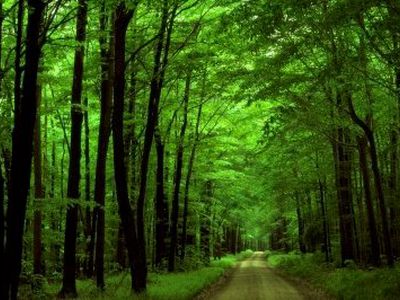 Заболеваемость от укуса клещей растет - Наука и здоровье