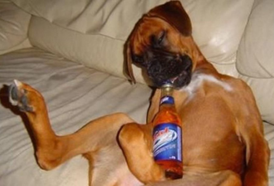 Пиво для собак                 - Хобби, отдых и развлечения