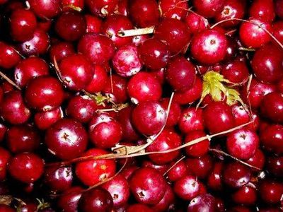 Клюквенный сок может стать прекрасной альтернативой красному вину в борьбе с высоким давлением - Наука и здоровье