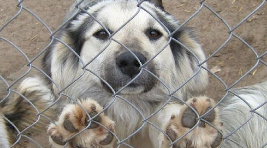 Поделись своим теплом - В Висагинасе