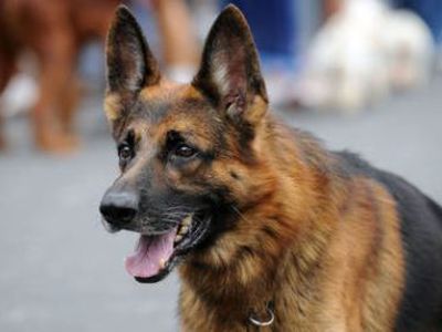 Kursai laikantiems šunis - Visagine