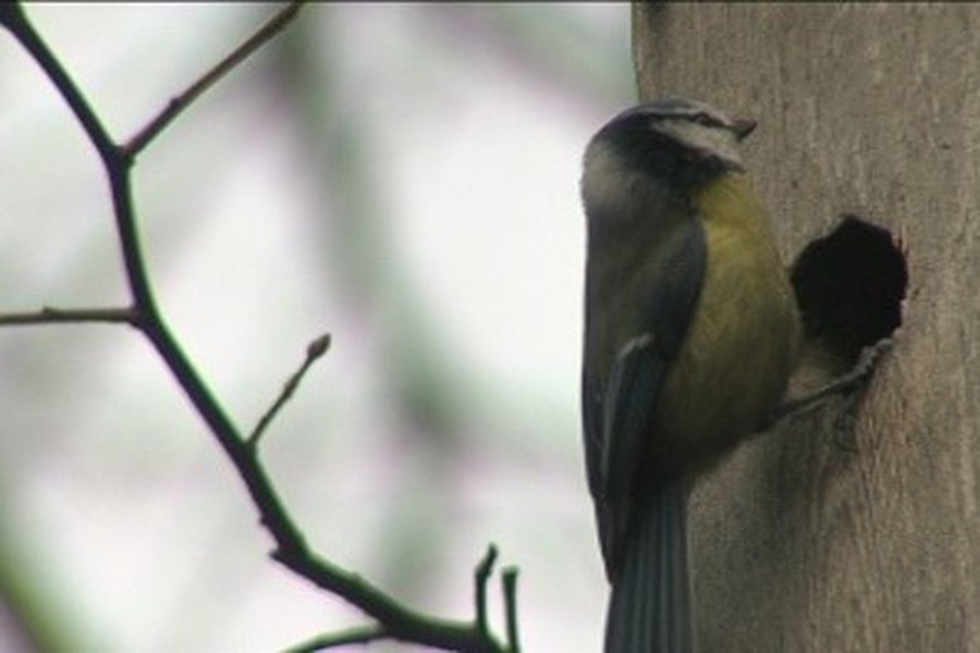 Savaitgalis bus nešaltas, bet vėjuotas - Lietuva ir Baltijos šalys