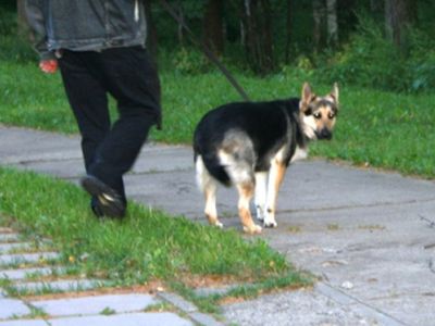 Собака без намордника — враг человека? - В Висагинасе