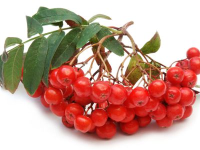 Рецепт: рябина в меду - Наука и здоровье