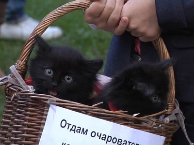 О братьях наших меньших - В Висагинасе