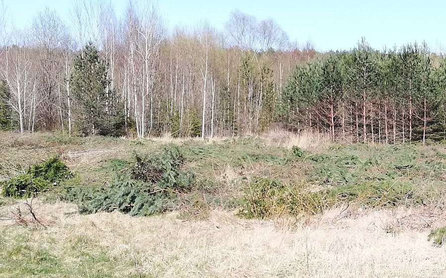 Вы спрашивали. Почему вырубаются заросли на пустыре по ул. Энергетику? - В Висагинасе