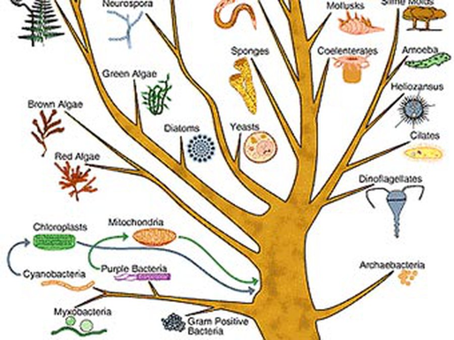Ученые показали невозможность «обратной перемотки» эволюции - Наука и здоровье