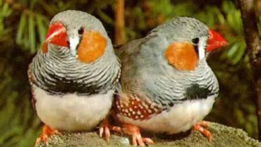 Ученые на примере птиц объяснили, почему люди изменяют своим супругам                