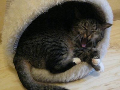 Участник №3 конкурса «Мой домашний любимец» - Конкурсы для читателей