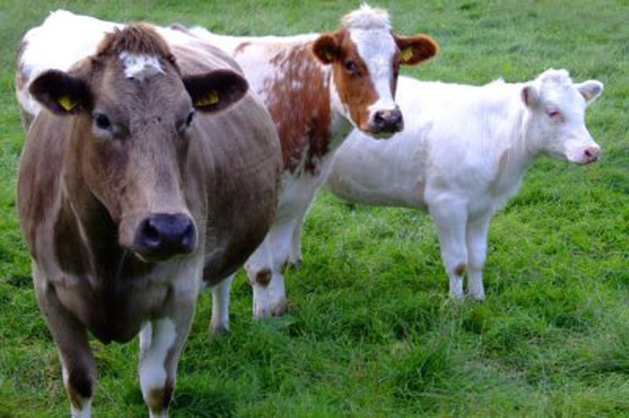 По велению Европы Литва губит село - Литва и страны Балтии