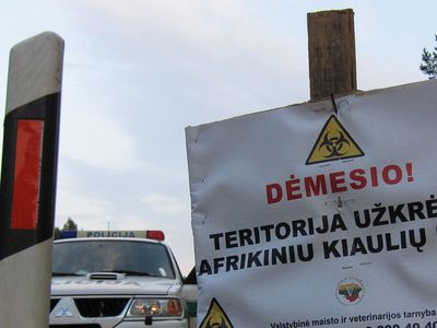 Очаг АСЧ установлен в Алитусском районе - Литва и страны Балтии