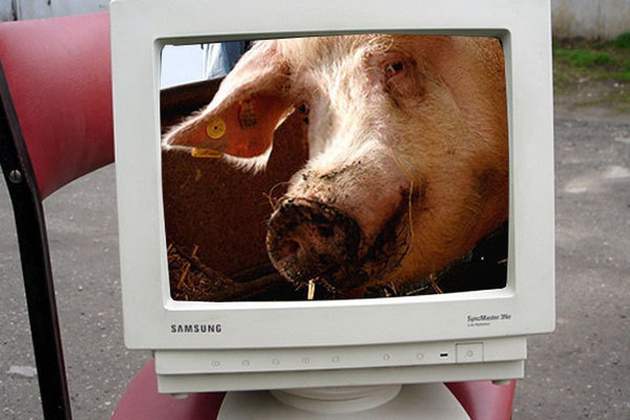 В Литве зафиксирован резкий рост заболеваний гриппом                 - Наука и здоровье