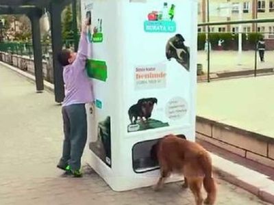 Почему в Литве есть бездомные животные, а в Германии их нет? - В Висагинасе