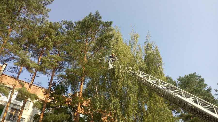 Борьба с воронами. На ул. Статибинику пожарные разрушили гнезда - В Висагинасе
