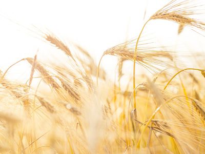 Страны Балтии, Польша и Чехия обратились в Еврокомиссию с просьбой запретить импорт российского и белорусского зерна в ЕС - В Мире