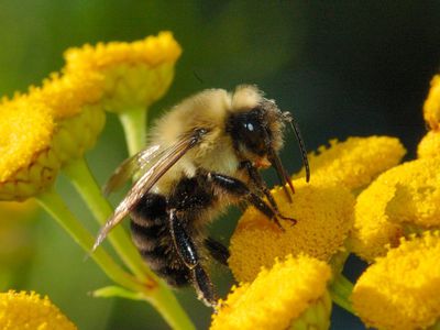 В помощь пчеловодам - В Висагинасе