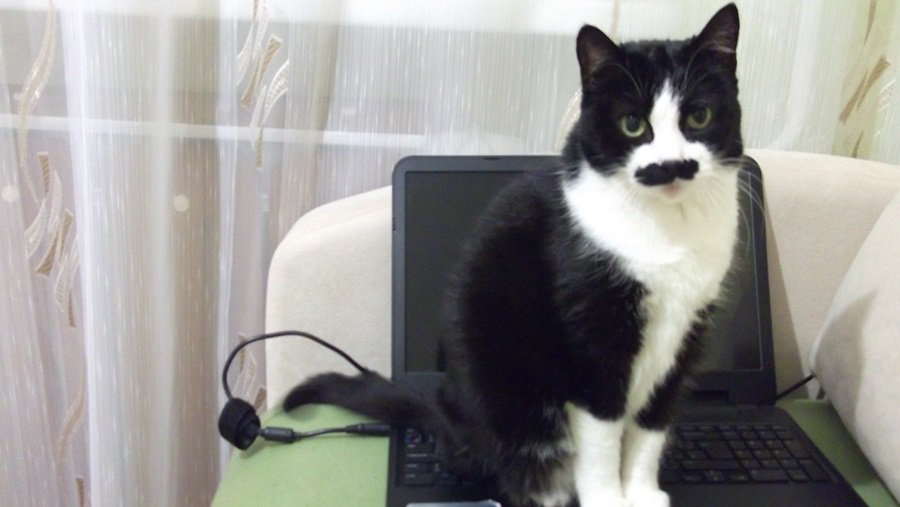 Участник № 52 конкурса «Мой домашний любимец» - Конкурсы для читателей