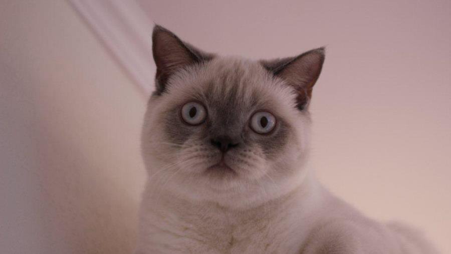 Участник № 60 конкурса «Мой домашний любимец» - Конкурсы для читателей