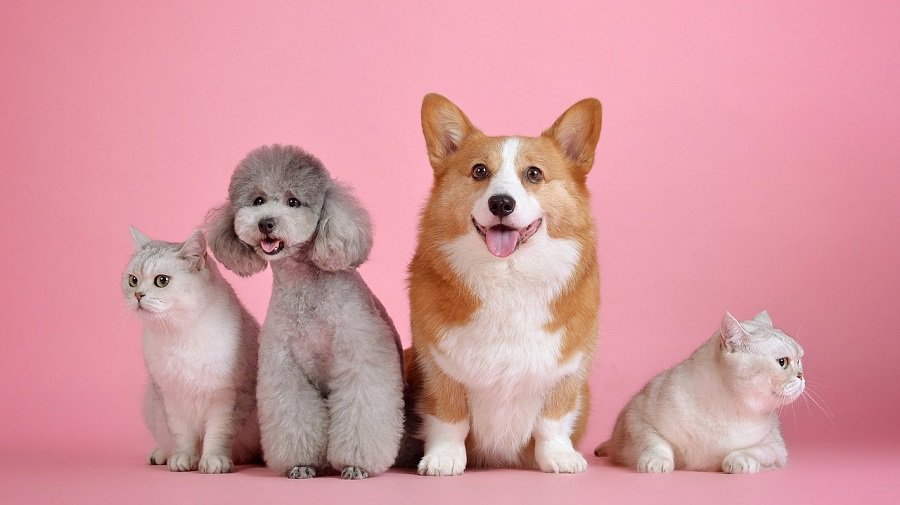 В Литве проводят чипирование домашних животных, кто может обращаться за помощью - Литва и страны Балтии