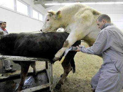 Министр: компания полгода искала ветеринара, предлагая зарплату 5500 литов - Литва и страны Балтии