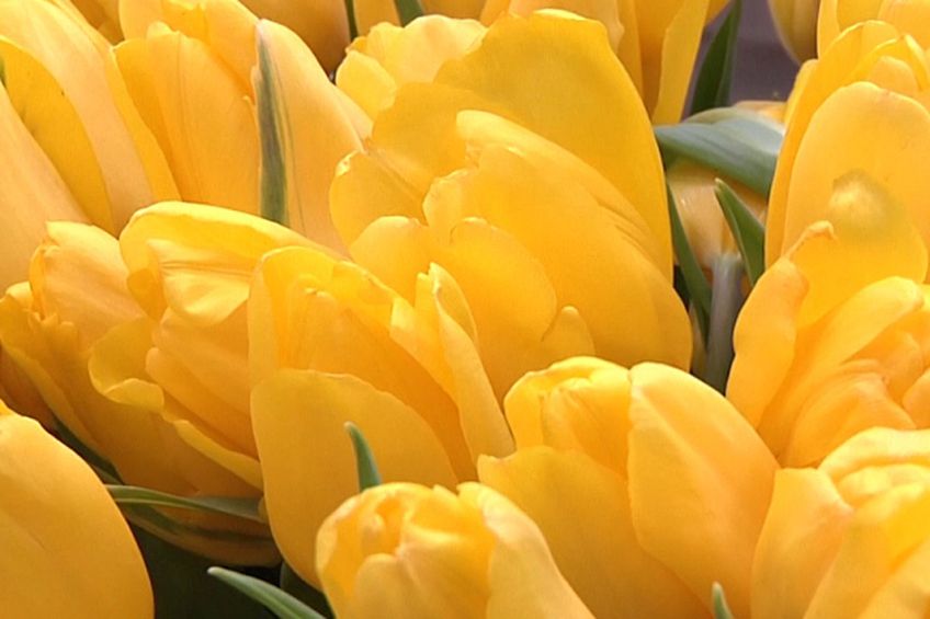 Желтые тюльпаны, желтые тюльпаны... в день 8-го марта!                                                                                                