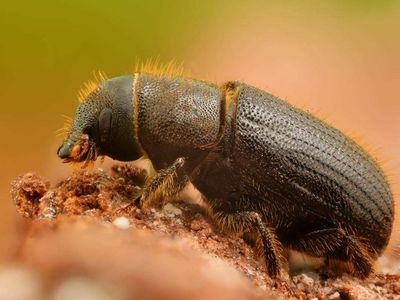 В Казлу-Руде стихийное бедствие из-за повреждения леса короедом-типографом - Новости регионов