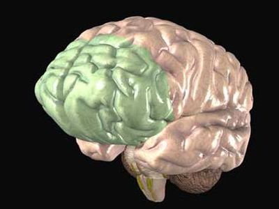Создана методика «чтения мыслей» человека - Наука и здоровье