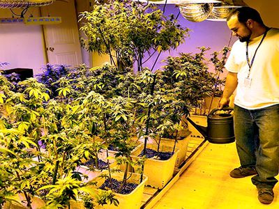 В Колорадо обнародован первый отчёт о налогах с продаж марихуаны - В Мире