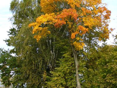 Похолодает, будут заморозки - Литва и страны Балтии