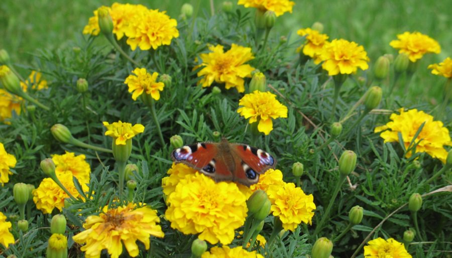 Перед длинными выходными синоптики дали благоприятный прогноз - Литва и страны Балтии