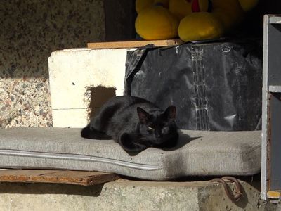 Поймай, стерилизуй, выпусти: как в Литве заботятся о бездомных кошках (видео) - В Висагинасе