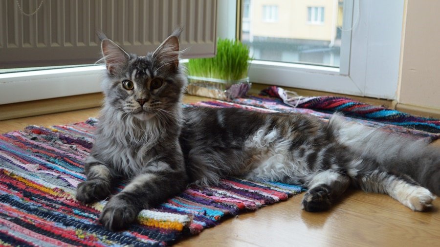 Участник № 63 конкурса «Мой домашний любимец» - Конкурсы для читателей