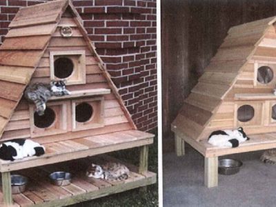 Может ли «Кошкин дом» стать решением проблемы бездомных котов? - В Висагинасе