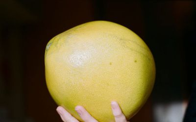 Помело - крупный цитрус с мягким вкусом и пользой для здоровья - Наука и здоровье