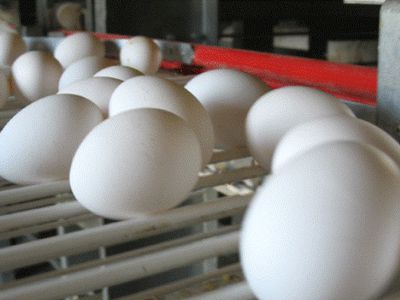 Литовцам разрешили оптом скупить латвийские птицефабрики - Литва и страны Балтии