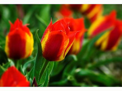 Prezidentė: moters dienos minėjimas tebėra prasmingas - Lietuva ir Baltijos šalys