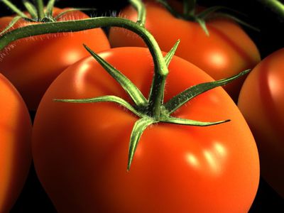 Помидор — источник молодости - Наука и здоровье