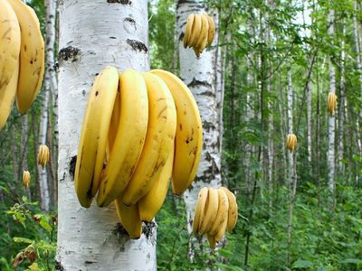 Апрель будет немного теплее обычного - Литва и страны Балтии