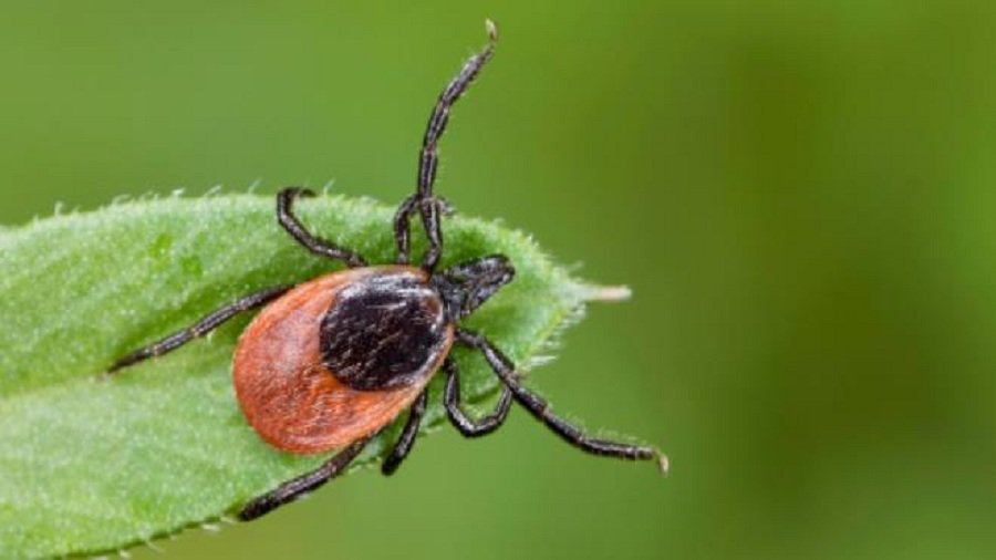 В Шяуляй от клещевого энцефалита скончался мужчина - Литва и страны Балтии