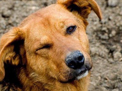 Акция сбора средств и кормов для приюта «Padėk man» - В Висагинасе