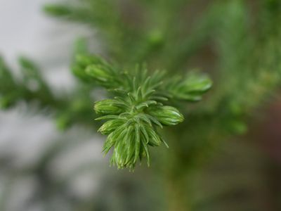 Предупреждение перед Пасхой: за уничтожение плауна грозят штрафы - Литва и страны Балтии