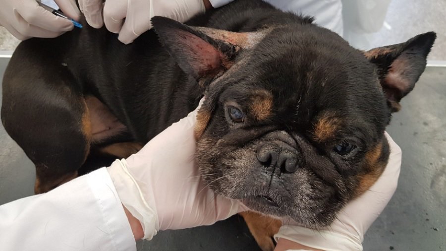 Socialiai remtinų gyventojų augintiniai bus ženklinami nemokamai - Lietuva ir Baltijos šalys