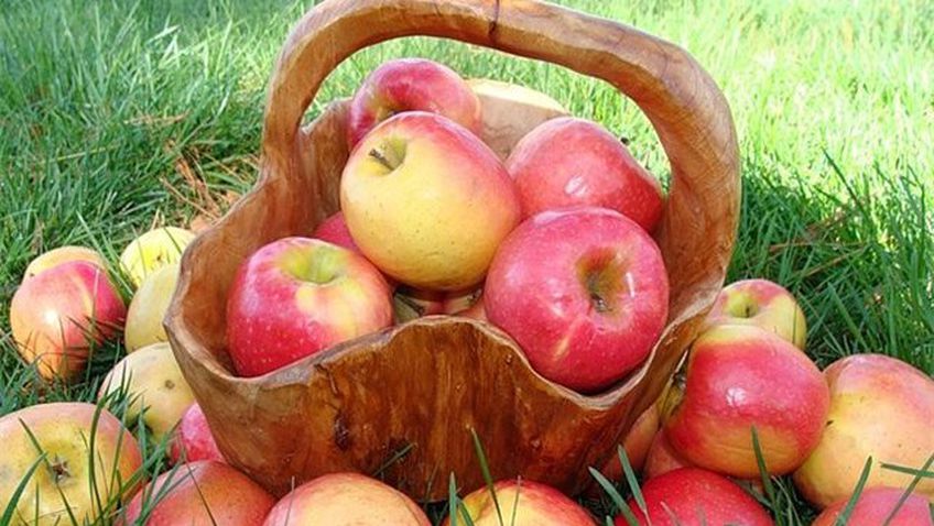 Яблоки опасны для больного желудка