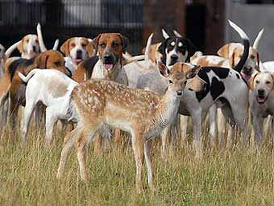 Гончие собаки приняли в свору олененка - Хобби, отдых и развлечения