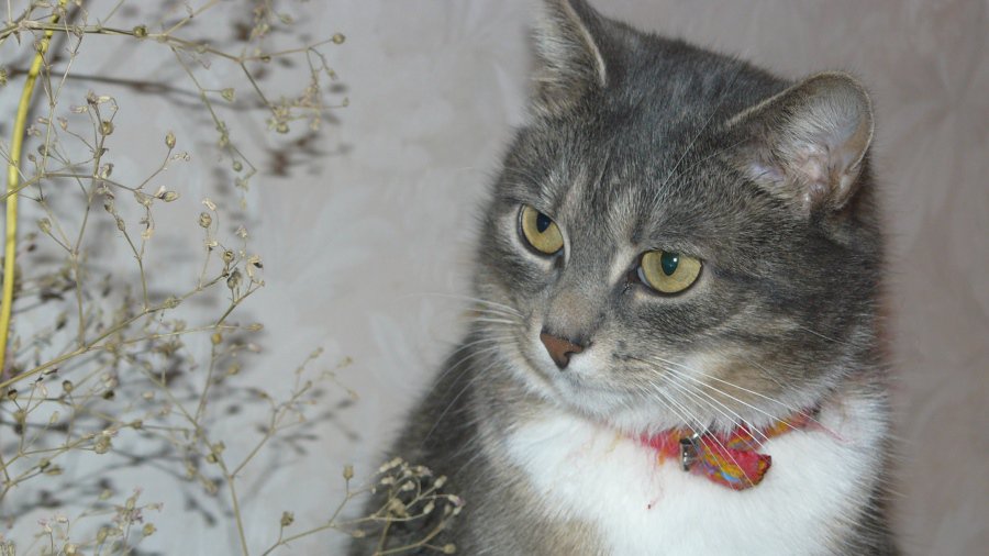 Участник №12 конкурса «Мой домашний любимец» - Конкурсы для читателей