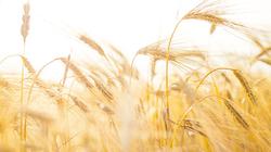 Ukraina ir Rusija pasirašė susitarimą dėl grūdų eksporto