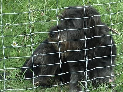 Мой ласковый и нежный зверь - В Висагинасе