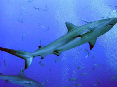 Lėktuvas danguje prasilenkė su skraidančiu rykliu                                 - Pasaulyje